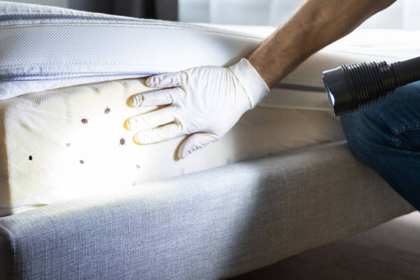 Professional Pest Control in Wrightwood, CA