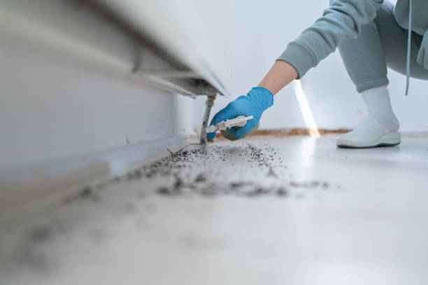 Pest Control for Restaurants in Wrightwood, CA